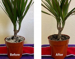 Get the best natural fungicide available for outdoor garden