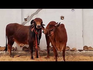 gir cow mating for bull