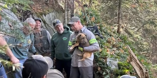 Dog rescued after 24 hours trapped in rock crevice