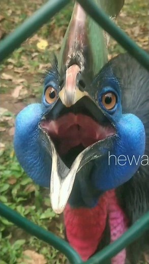Dangerous Cassowary Sounds