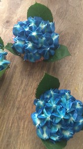 My bake today. Vanilla cupcakes with buttercream piped like hydrangeas. The leaves are from some roses I had💙 | Lorraine Pascale