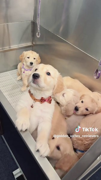 Puppies Enjoy Their First Grooming Spa Day Adventure