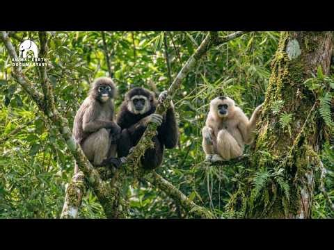 Hidden World of Primates in Thailand | Breeding, Survival & Conservation