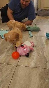 Playful Cockapoo Puppies 🐶