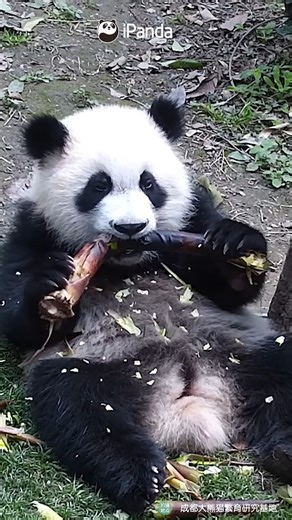 Zero damage to the shoot, maximum panda effort. It's the struggle that counts! (Ji Xiao) #HiPanda #ChengduPandaBase #PandaFun #PandaMoment #asmrfood For more panda information, please check out: https://en.ipanda.com | iPanda