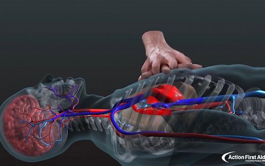 【中英双字幕】心肺复苏 | CPR in Action | A 3D look inside the body