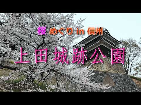 桜めぐり🌸春の旅 in 信州 「上田城跡公園の桜」