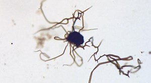 Search for alien life could be solved by stinky gas on Earth, new MIT study claims