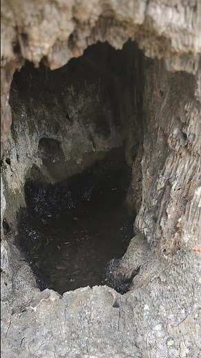 the coconut tree hole