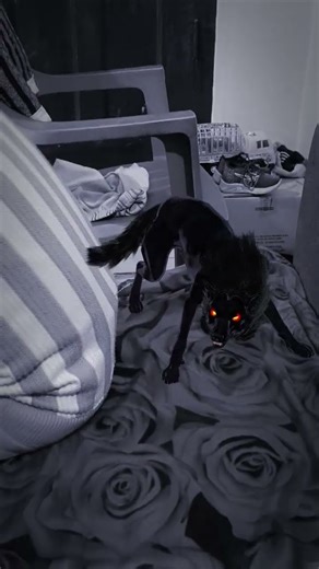 wolf howling sound #wolf #wildlife #horrorstories #scary #horror #youtubeshorts #funnyexpression