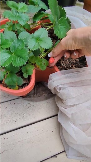 The BEST Defense Against Garden Pests? Mesh Plant Netting