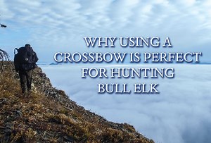 Why Using a Crossbow is Perfect for Hunting Bull Elk - Game & Fish