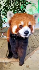 23K views · 2.5K reactions | Why do grapes taste like happiness?殺殺殺#fy #fyp #trending #cute #redpanda #happiness | Lily Sepation | Facebook