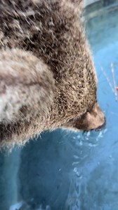 Drinking ASMR 😂🥰🐻💙 #baby #playtime #asmr #animalshorts #reelsvideoシ | Grizzly Ranch Bear Rescue