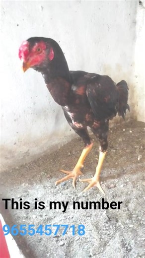 pettai mari seval sandai sales tamil vedio