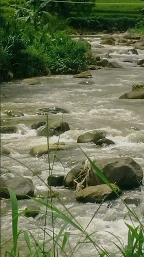 Cukup 5 Menit! Terapi Air Bikin Burung Anti-Stres