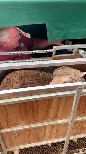 Pregnancy scanning the ewes to allocate proper paddocks and feed #sheep #sheepoftiktok #australianfarm #fyp #foryoupage #fun #ausfarm #livestock #sheepwork #lambs #farmlife #farmlifeisthebestlife