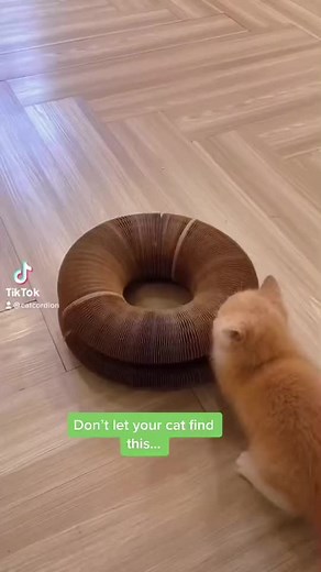 22K views · 734 reactions | The coolest cat scratcher  SHPE : https://bit.ly/3CeQLpD | ɪ ᴛᴏʟᴅ ᴛʜᴇ ᴍᴏᴏɴ ᴀʙᴏᴜᴛ ʏᴏᴜ. | Facebook