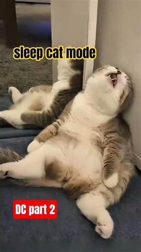 “Cute Sleeping Cat Compilation | Adorable Kitty Napping Moments” #shorts #cat #funnyvideo