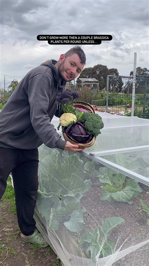 Tips for Managing Your Brassica Planting This Season