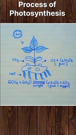 Process of Photosynthesis 👍🏻 #photosynthesis #diagram #biology #bio #reelsindia #reelsvideos
