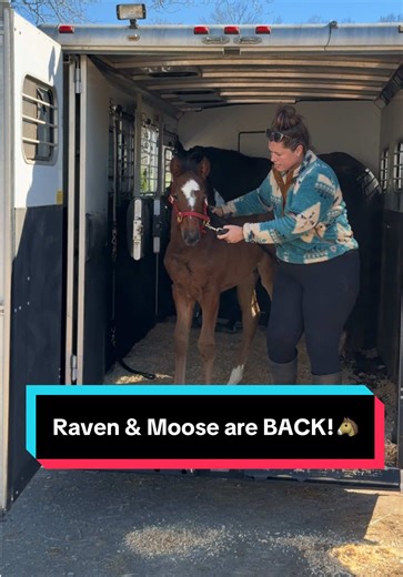 Raven & Moose are BACK!🐴 | katie van slyke
