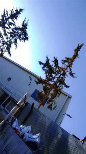 Traditional Indian Attire Showcase: Vibrant Saree Styles