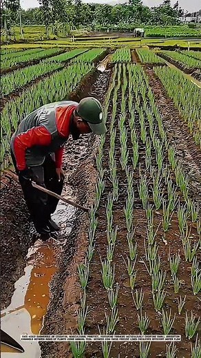 Creating Small Irrigation Channels with Manual Agriculture Tool #AgriculturalInnovation