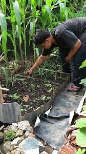 Karena belum ada herbisida kita pakai cabutsida dulu untuk pengendalian gulma#garden #berkebun