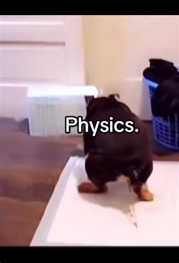 Funny Dog Memes That Will Make You Smile