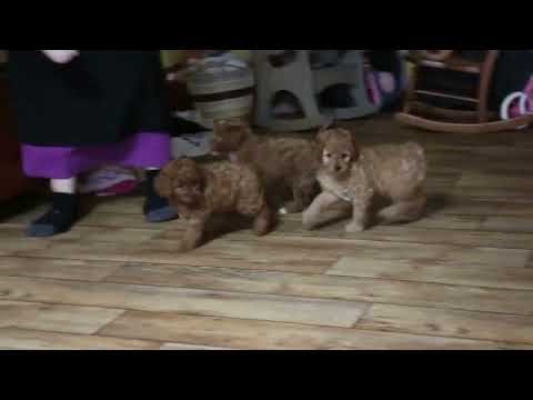 F1B Cavapoo Puppies For Sale