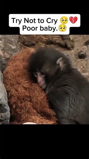 Try Not To Cry.. Poor My Baby 💔🥺. #monkey #sad #sadmoment #animals #animalshorts