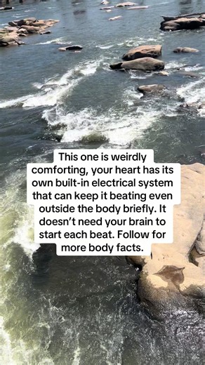 Understanding the Heart's Electrical System