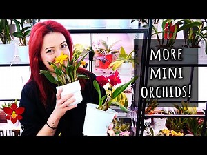 4 MORE Mini Cattleya Orchids you should have!