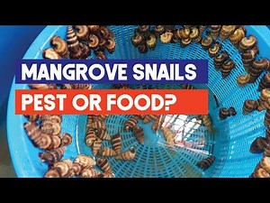 Mangrove Snails for Feeding Mud Crabs | Mud Crab Farming