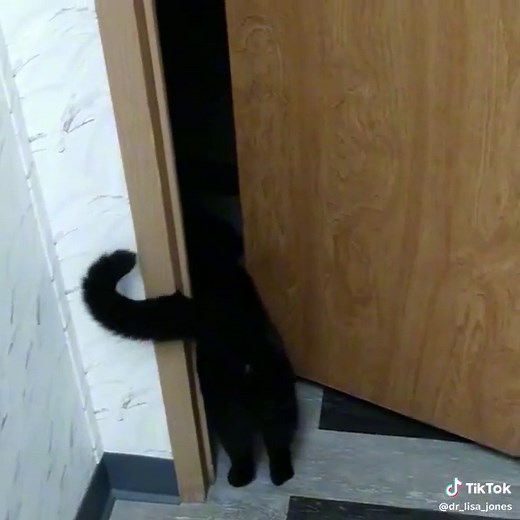 lisa.jones.dvm So demanding 🐱#everydayistaterday