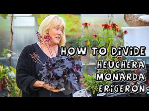 How to Divide Heuchera, Monarda & Erigeron in Autumn