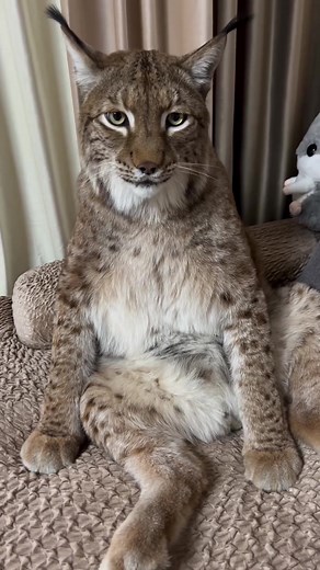 Savannah Cats on TikTok