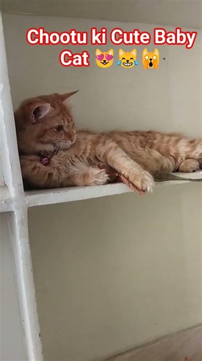 Chootu ki Cute Baby Cat 😻😹🙀