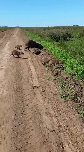 Exploring Capybaras in Their Natural Habitat
