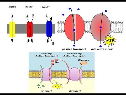 Active and Passive Transport; primary and secondary active transport; Part 1