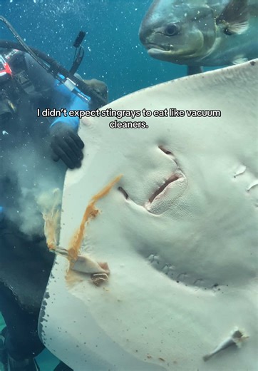 Stingrays Feeding Habits Uncovered