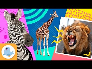 ANIMALS of the AFRICAN SAVANNA 🦁🦓 LION, ZEBRA and GIRAFFE 🦒 Compilation - Videos For Kids
