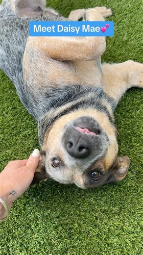 Meet Daisy Mae, an absolute sweetheart with a tale as unique as her spirit! 🌼 This sweet loving mama was found running along a canal in Miami, caring for her puppies and malnourished. While her pups have all found loving homes, Daisy Mae is still seeking hers. It took our rescue team at Big Dog Ranch Rescue three days to earn her trust in rescuing her, but her shy demeanor is melting away to reveal a dog full of love and affection. She adores smiling, cuddling, and belly rubs, and she’s longing