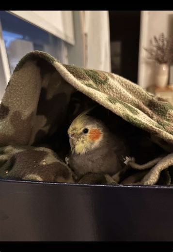 Early Signs of Illness in Birds: What to Watch For