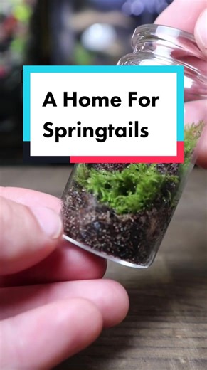The Importance of Springtails in a Terrarium