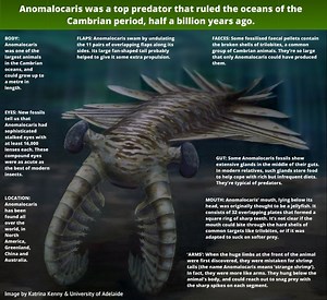 Anomalocaris - Alchetron, The Free Social Encyclopedia