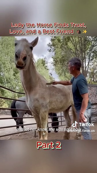 Lady learned to trust again, discovered gentle love, and healed through her bond with Royal #horserescue #animalrescue #heartwarminganimals #healingjourney #sweetbond