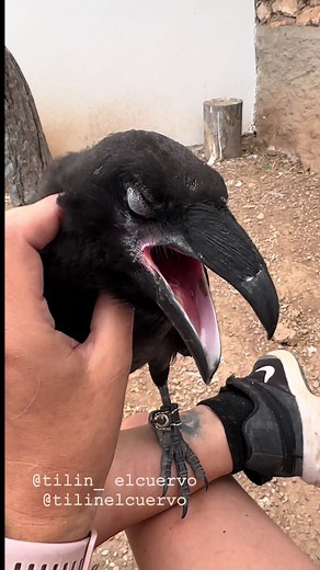 Descubre el fascinante mundo de los cuervos