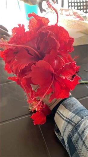 Ek Phool Bhi Humko Etna Pereshan Karega 🤣❤️ #minivlog #shortsfeed #vlog #prayagraj